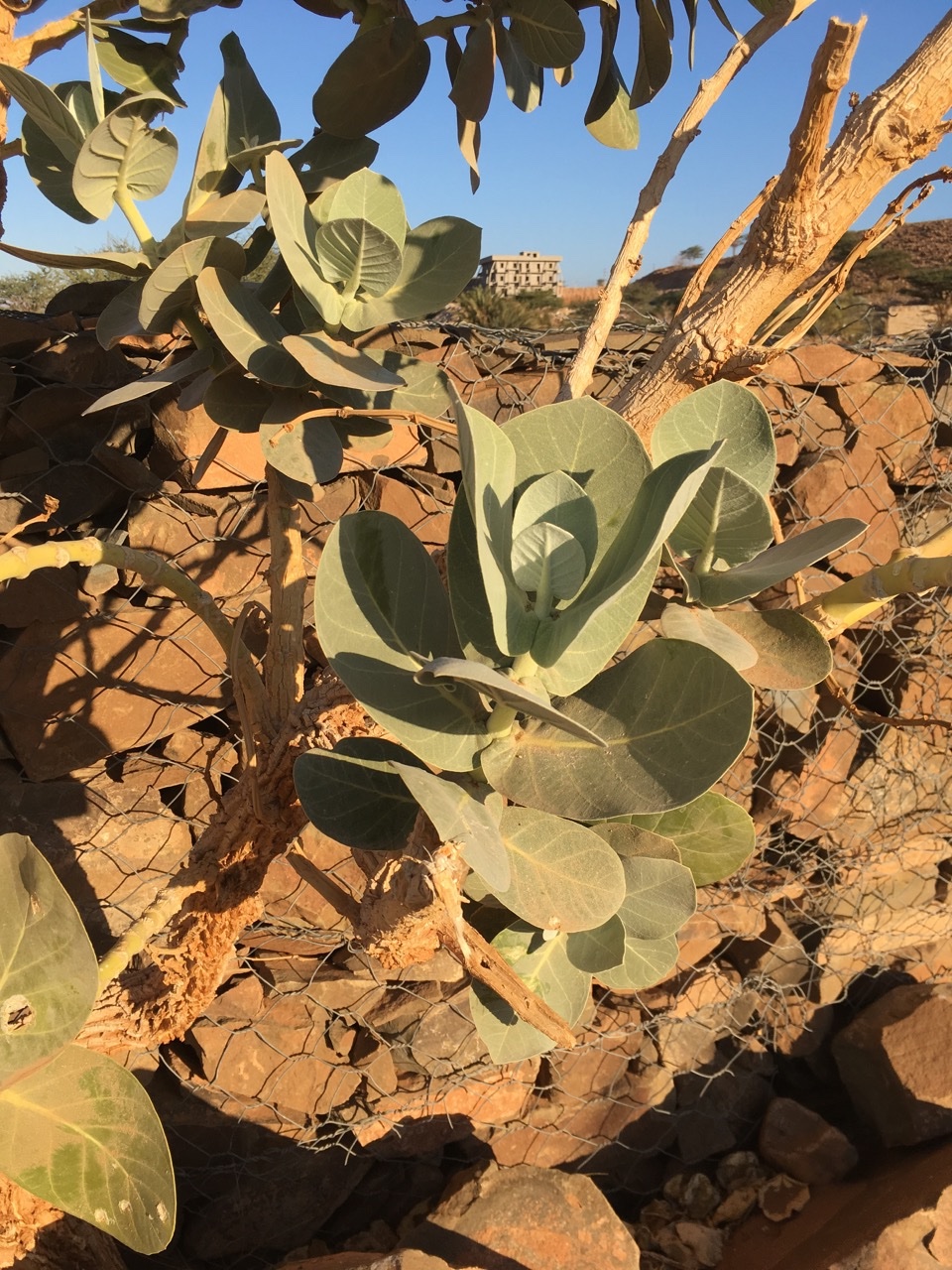 Calotropis procera (1).jpg