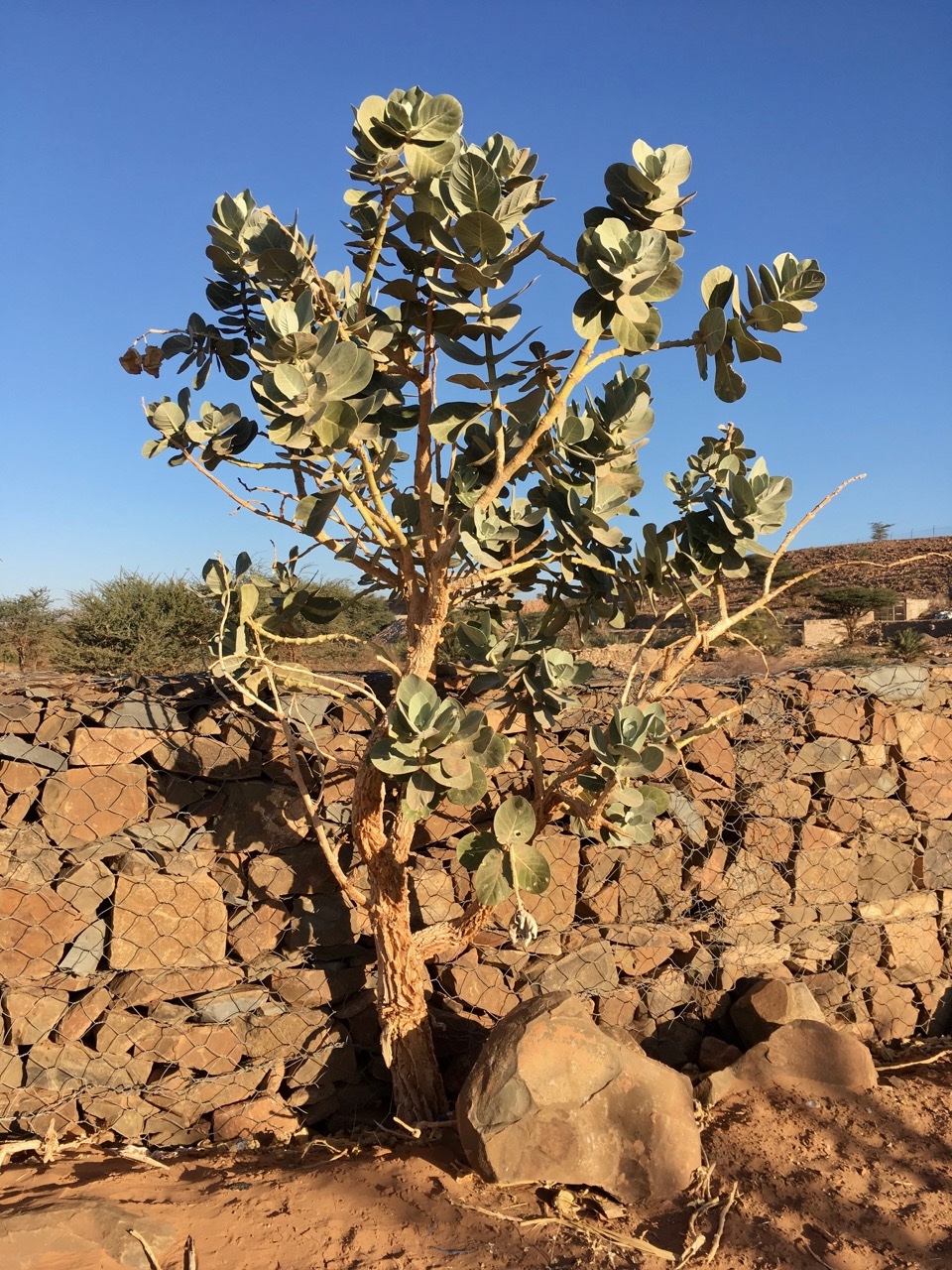 Calotropis procera.jpg