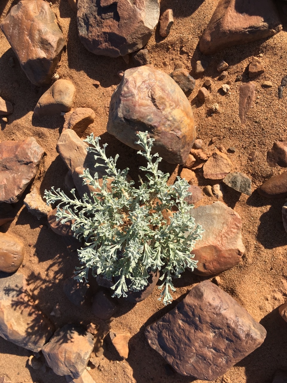 Anvillea garcinii subsp. radiata.jpg