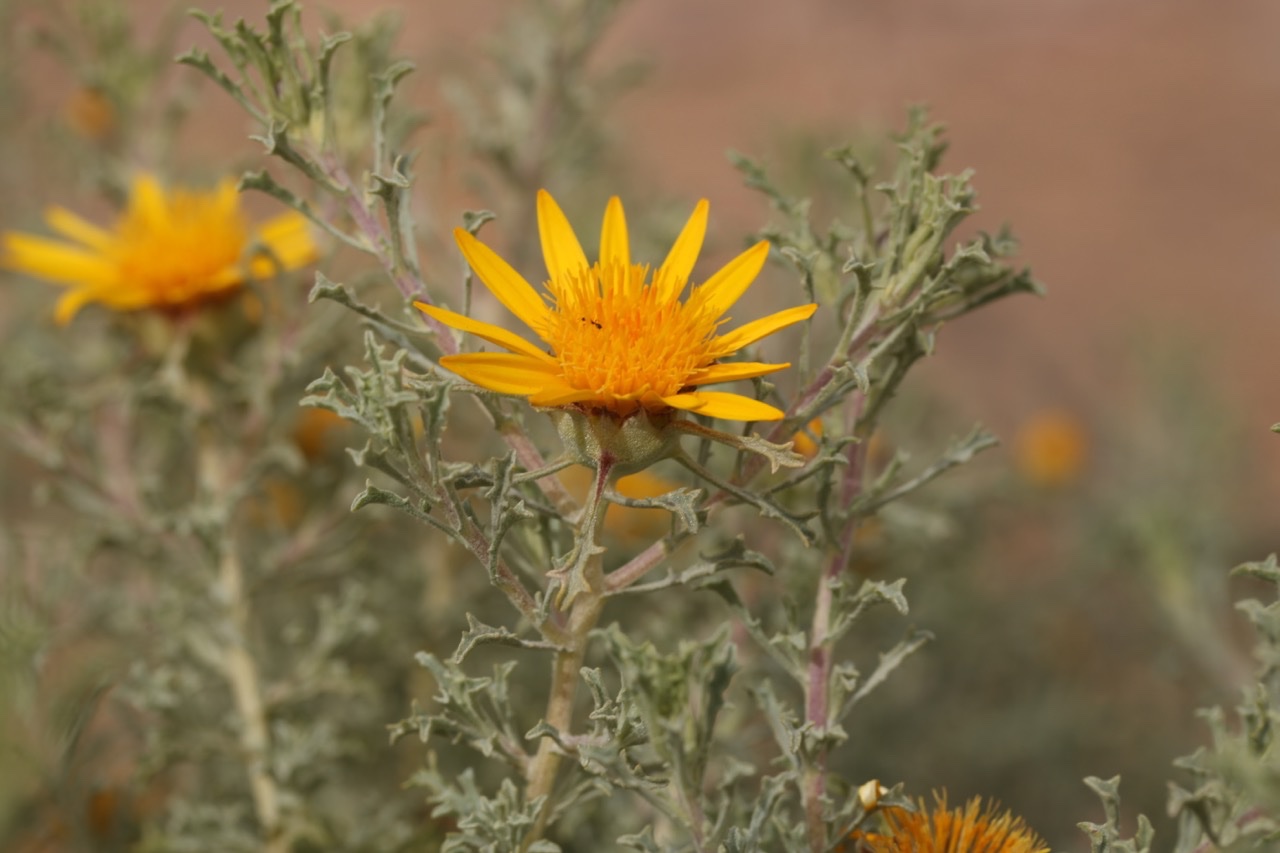 Anvillea garcinii subsp. radiata (7).jpg