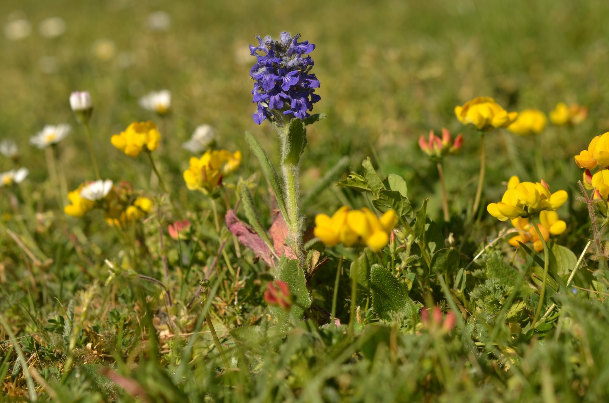 Ajuga genevensis (2).JPG