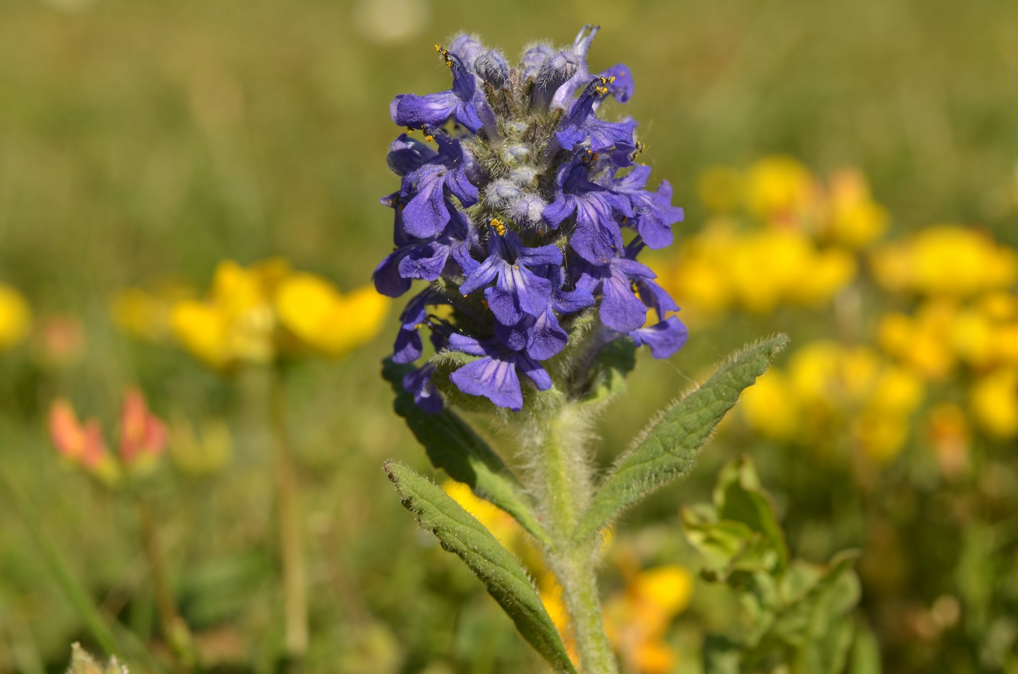 Ajuga genevensis (3).JPG