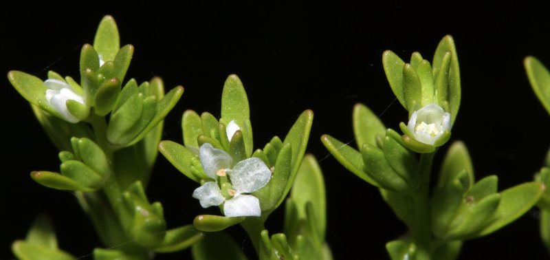 Veronica peregrina red 2.jpg