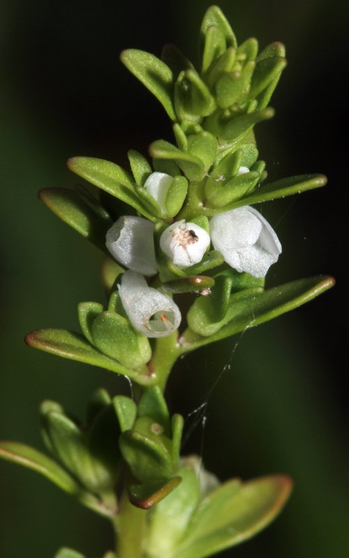 Veronica peregrina red 3.jpg