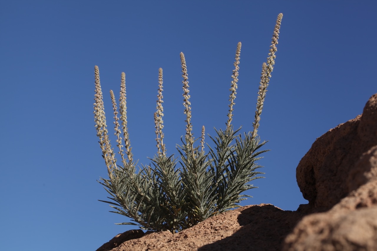 Reseda villosa (2).jpg