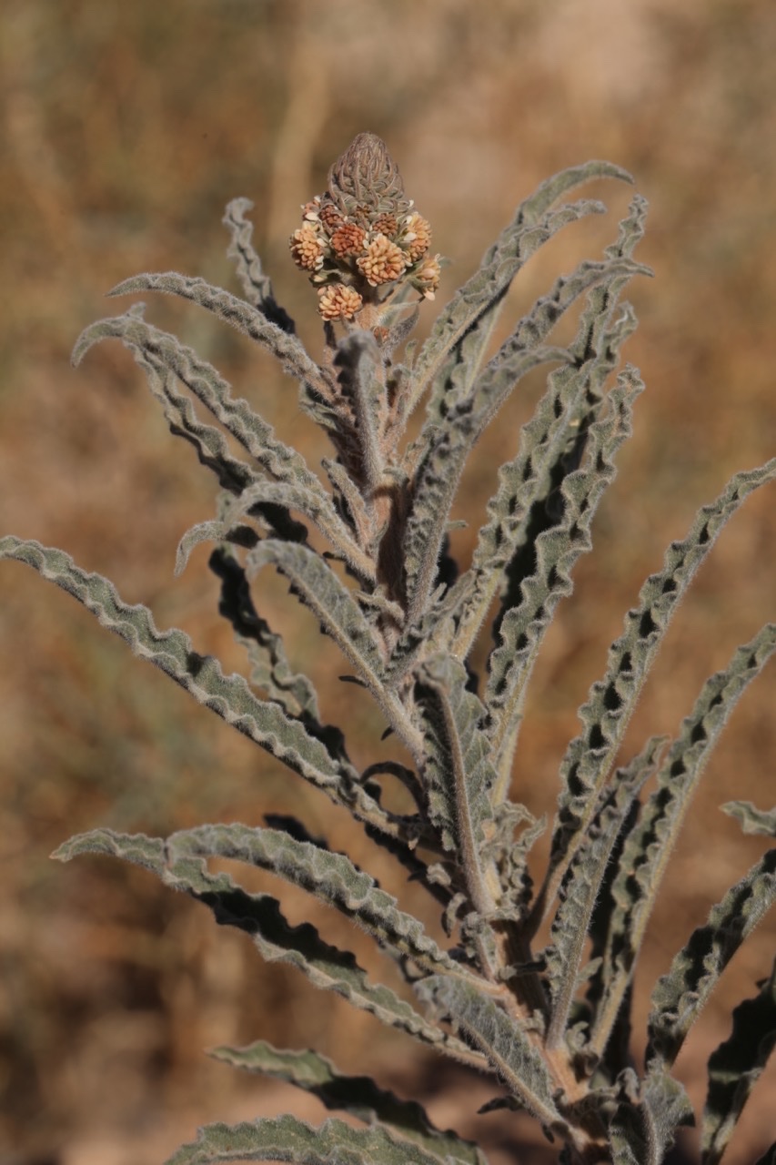 Reseda villosa (1).jpg