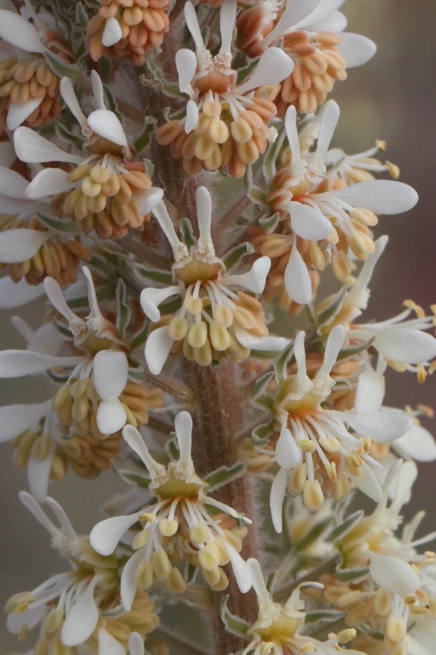 Reseda villosa.jpg