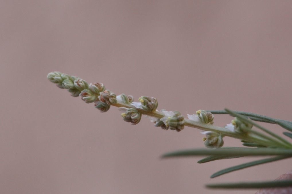 Oligomeris linifolia (2).jpg