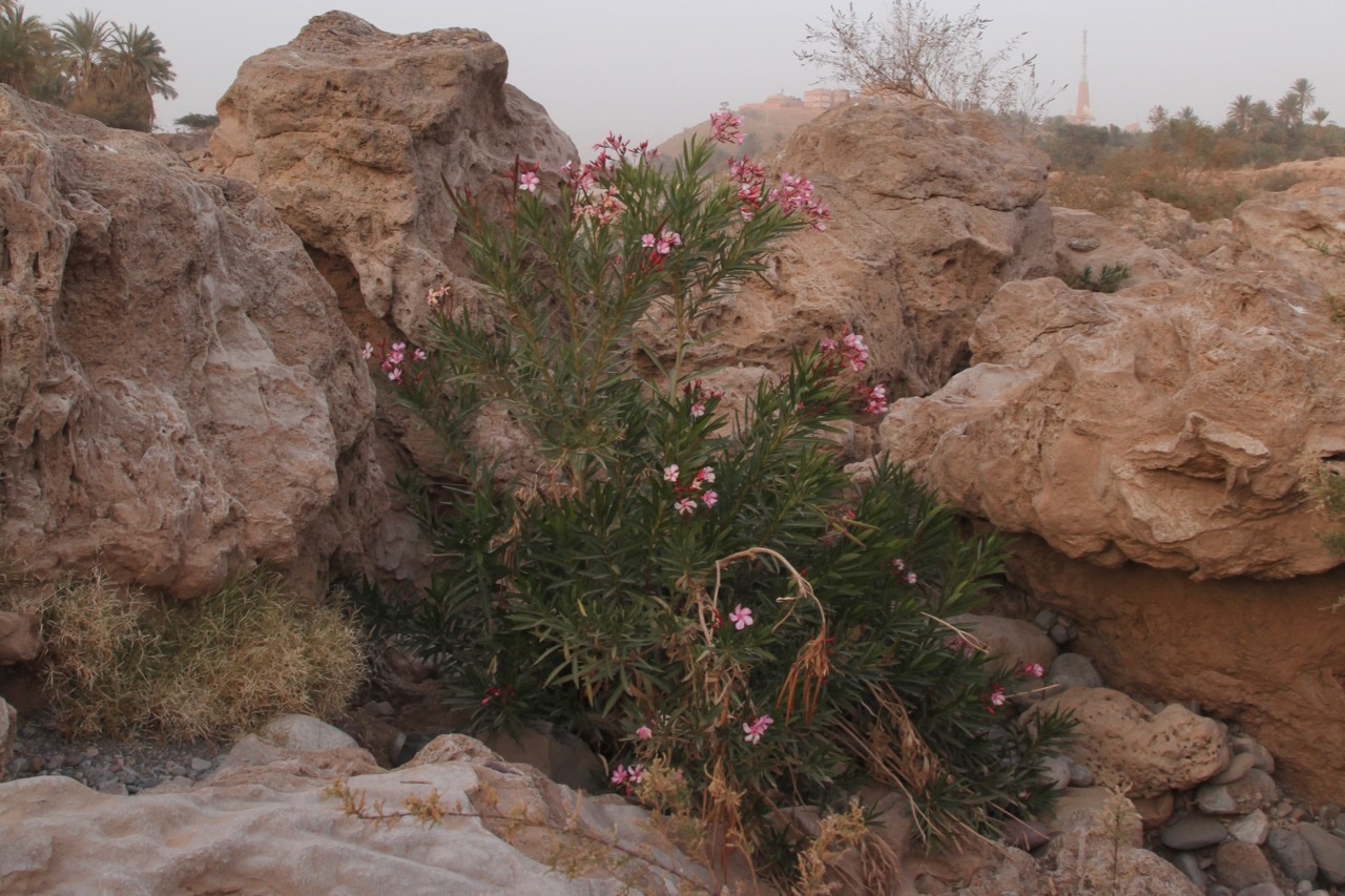 Nerium oleander (1).jpg