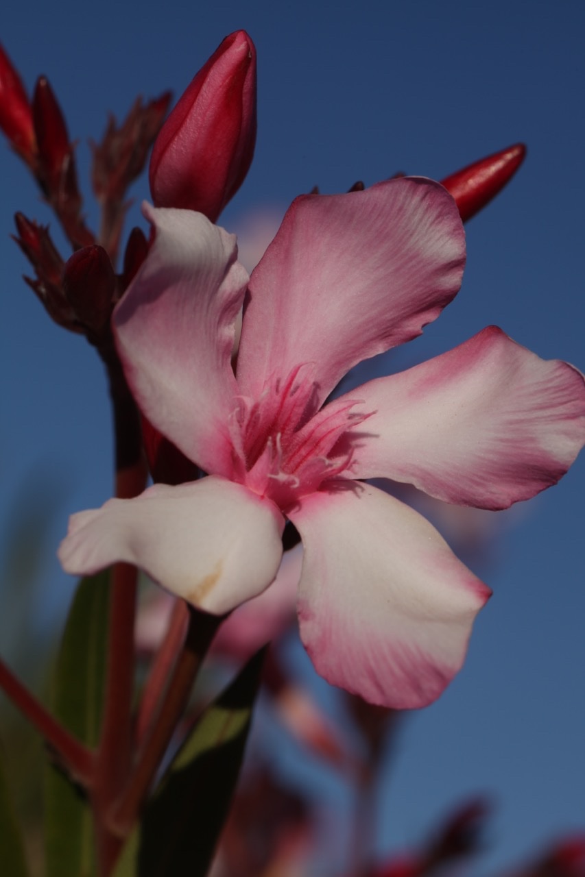 Nerium oleander.jpg