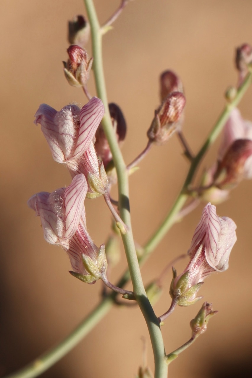 Acanthorrhinum ramosissimum (3).jpg