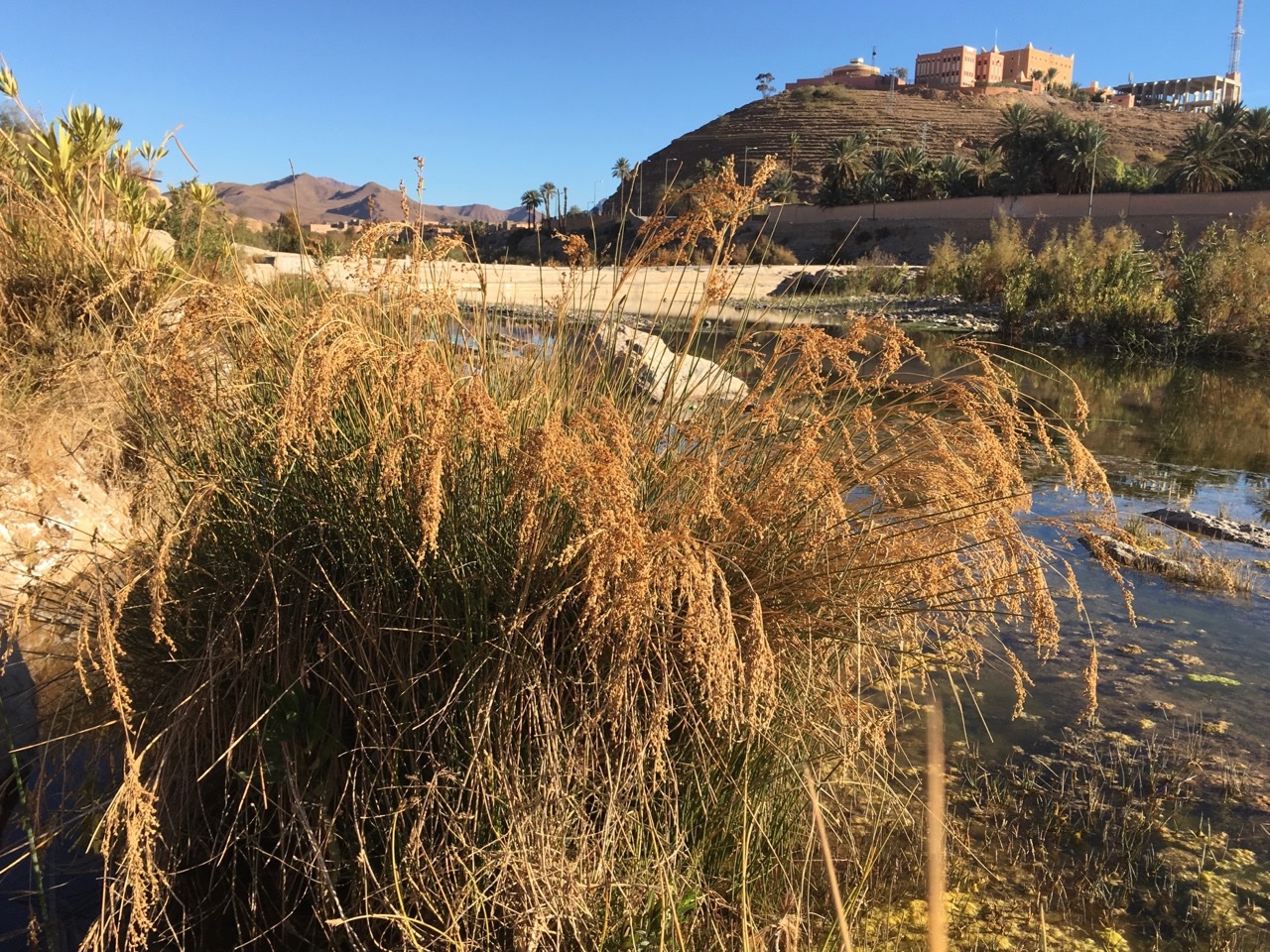 Juncus subulatus.jpg