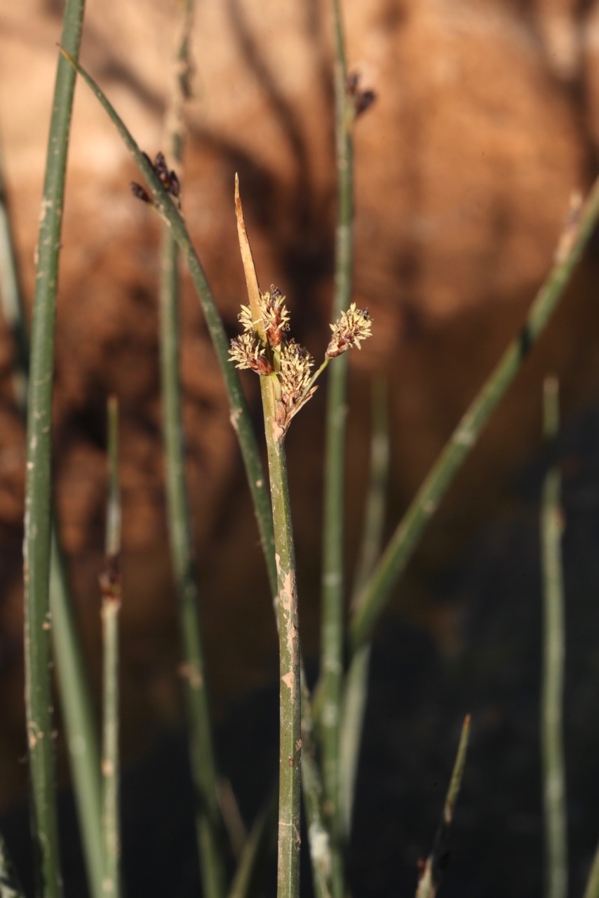 Schoenoplectus litoralis.jpg