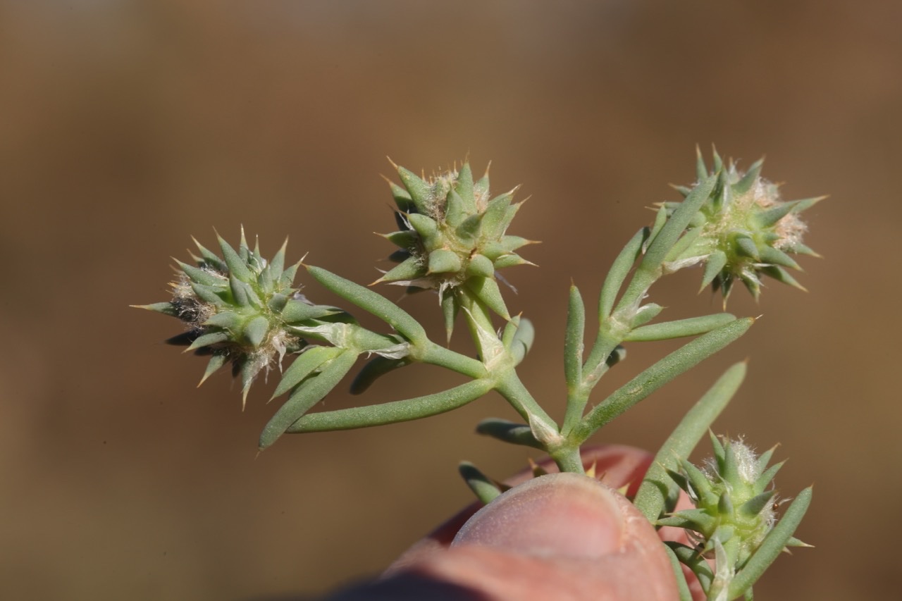 Gymnocarpos sclerocephalus.jpg