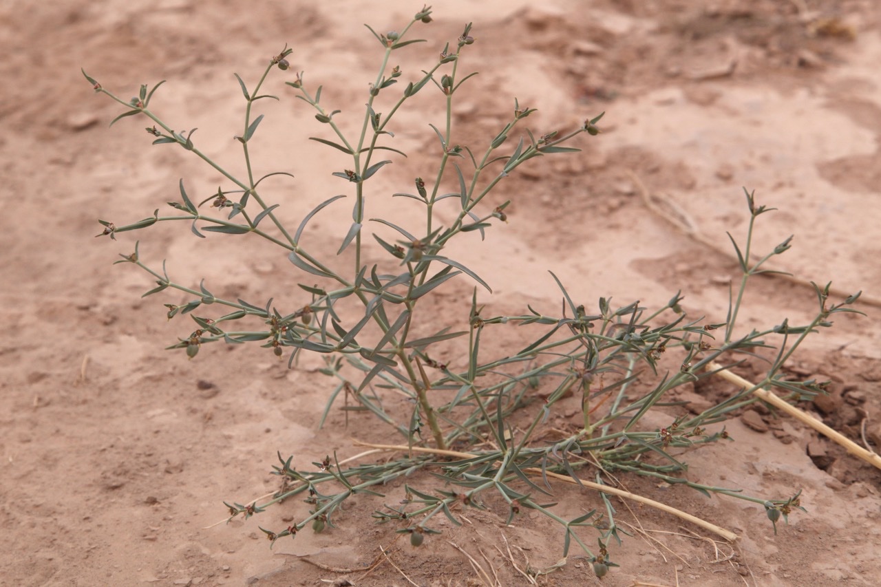 Euphorbia dracunculoides subsp. flamandii(Batt) Maire (1).jpg