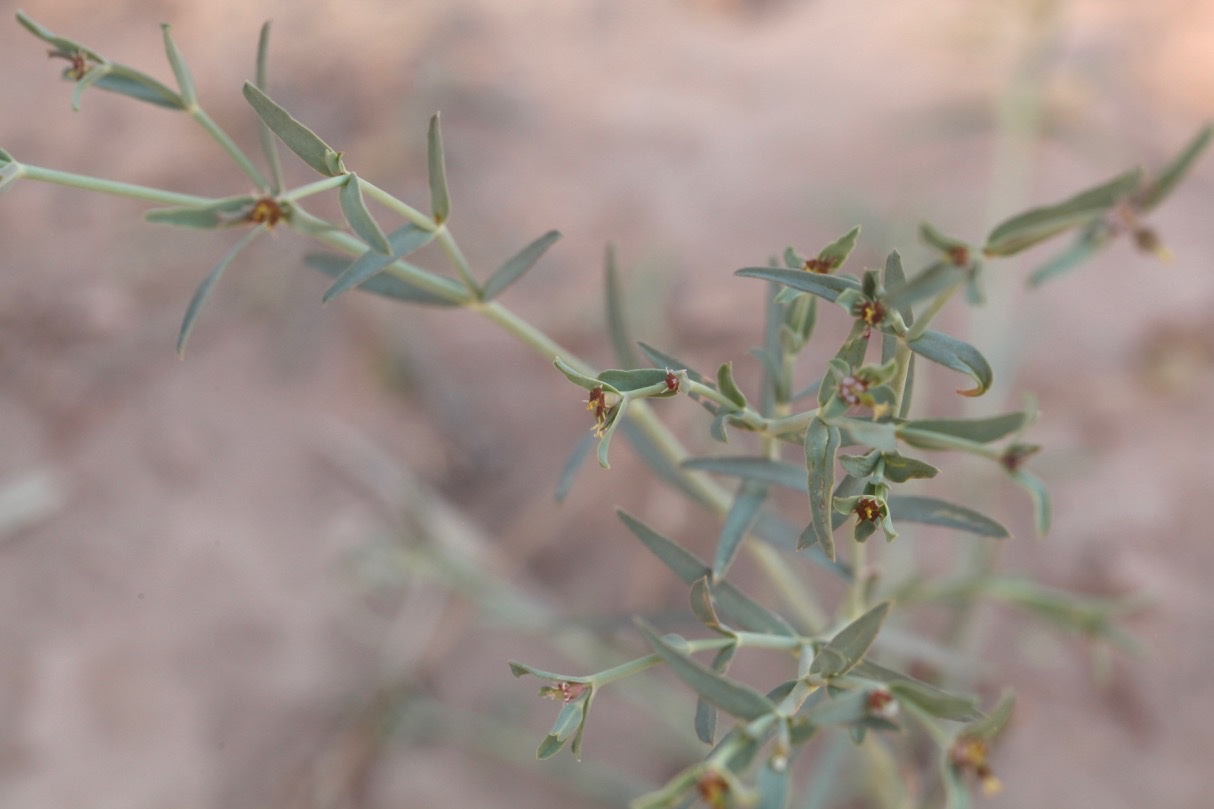 Euphorbia dracunculoides subsp. flamandii(Batt) Maire.jpg