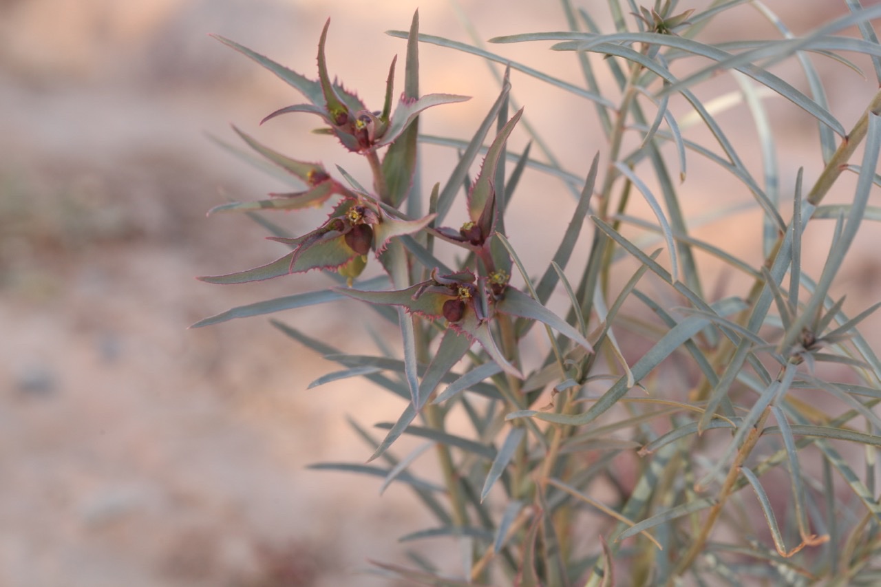 Euphorbia retusa.jpg