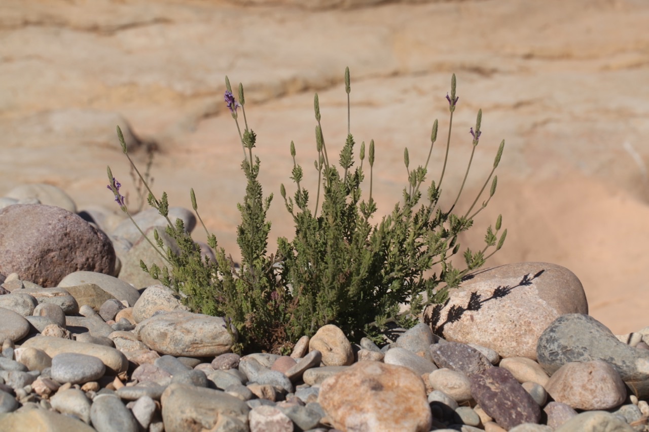 Lavandula tenuisecta.jpg