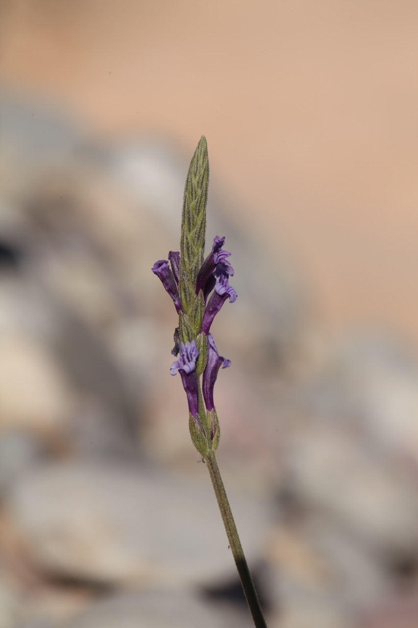 Lavandula tenuisecta (1).jpg