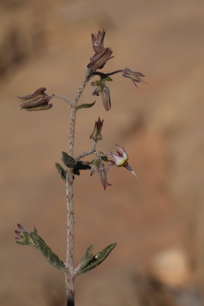 Trichodesma calcaratum.jpg