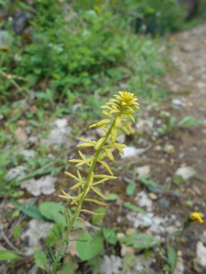 Melilotus officinalis  (DOUTE) - Copie.JPG