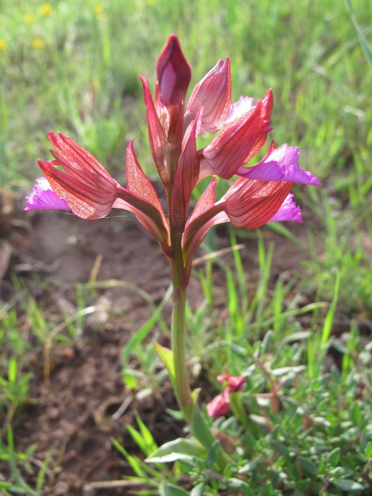 IMG_5418_Anacamptis_papilionaceae.jpg