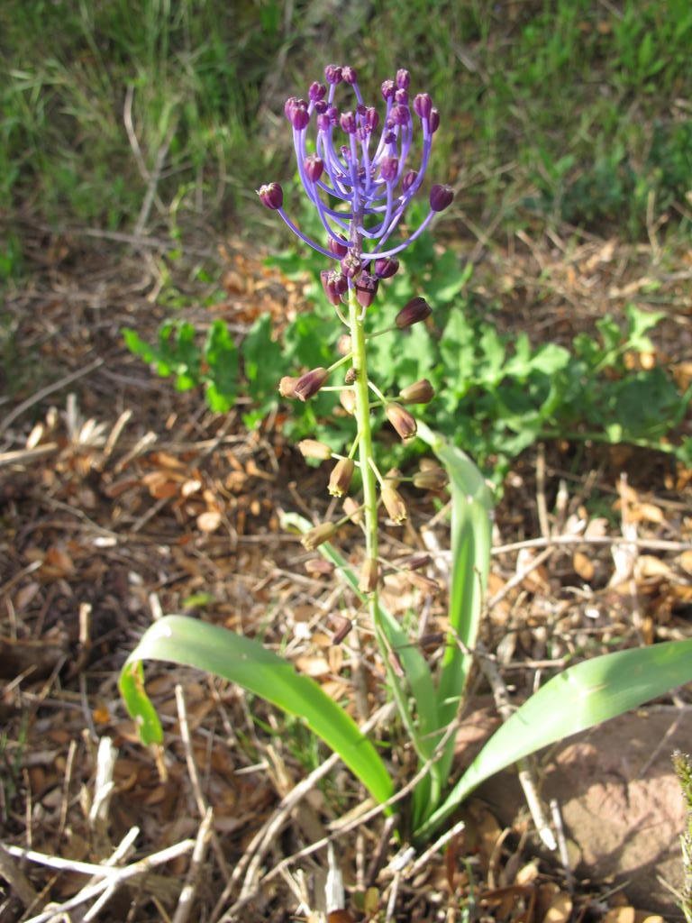 IMG_5437_Muscari_comosum.jpg