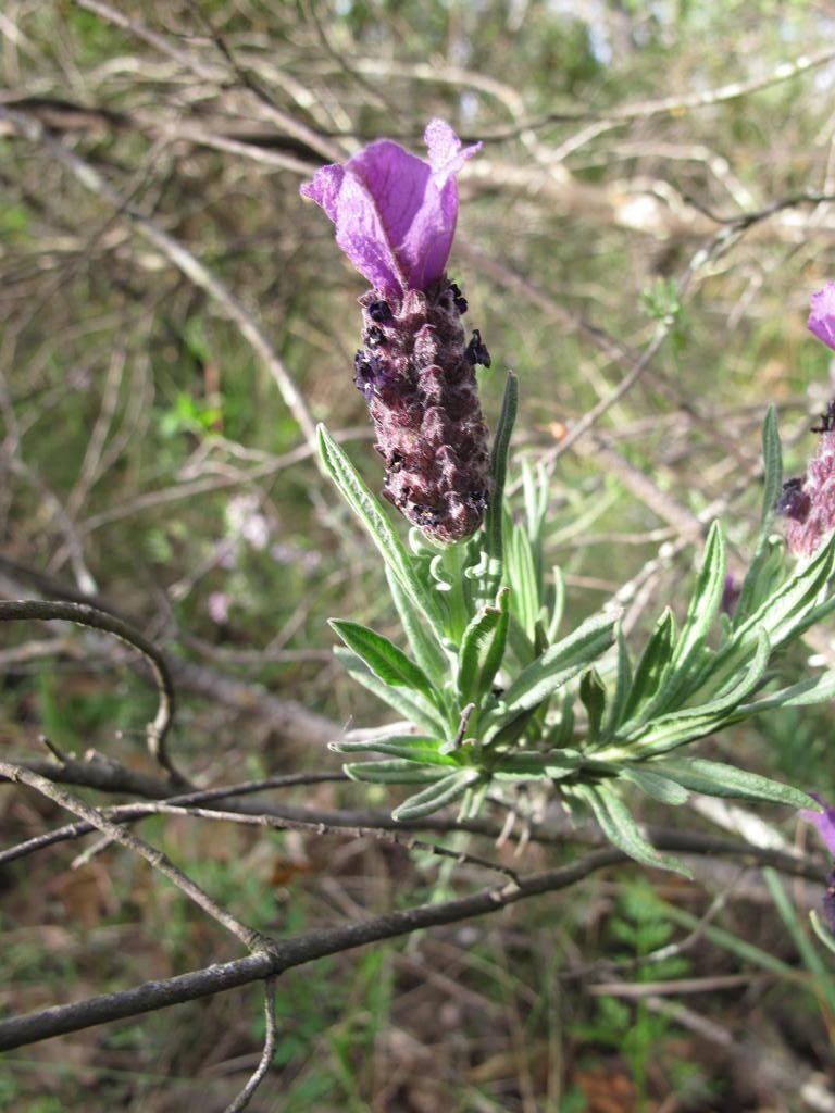 IMG_5497_Lavandula_stoechas.jpg