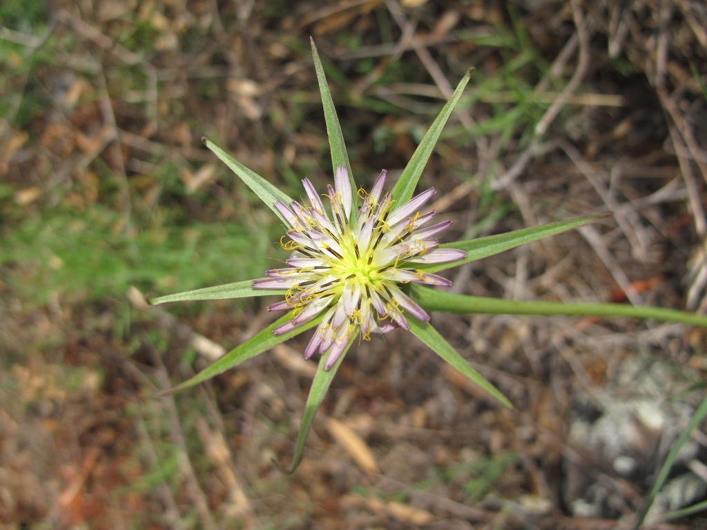 IMG_5515_Tragopogon_porrifolius.jpg