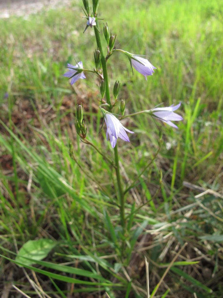 IMG_5547_Campanula_rapunculus.jpg