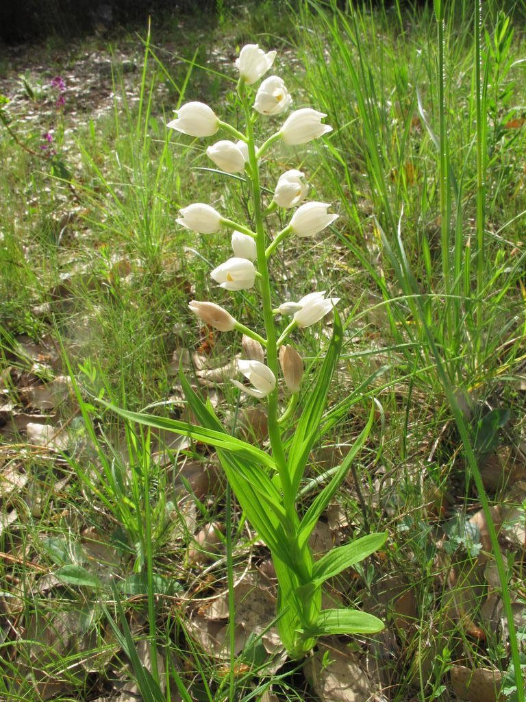 IMG_5598_Cephalanthera_longifolia.jpg