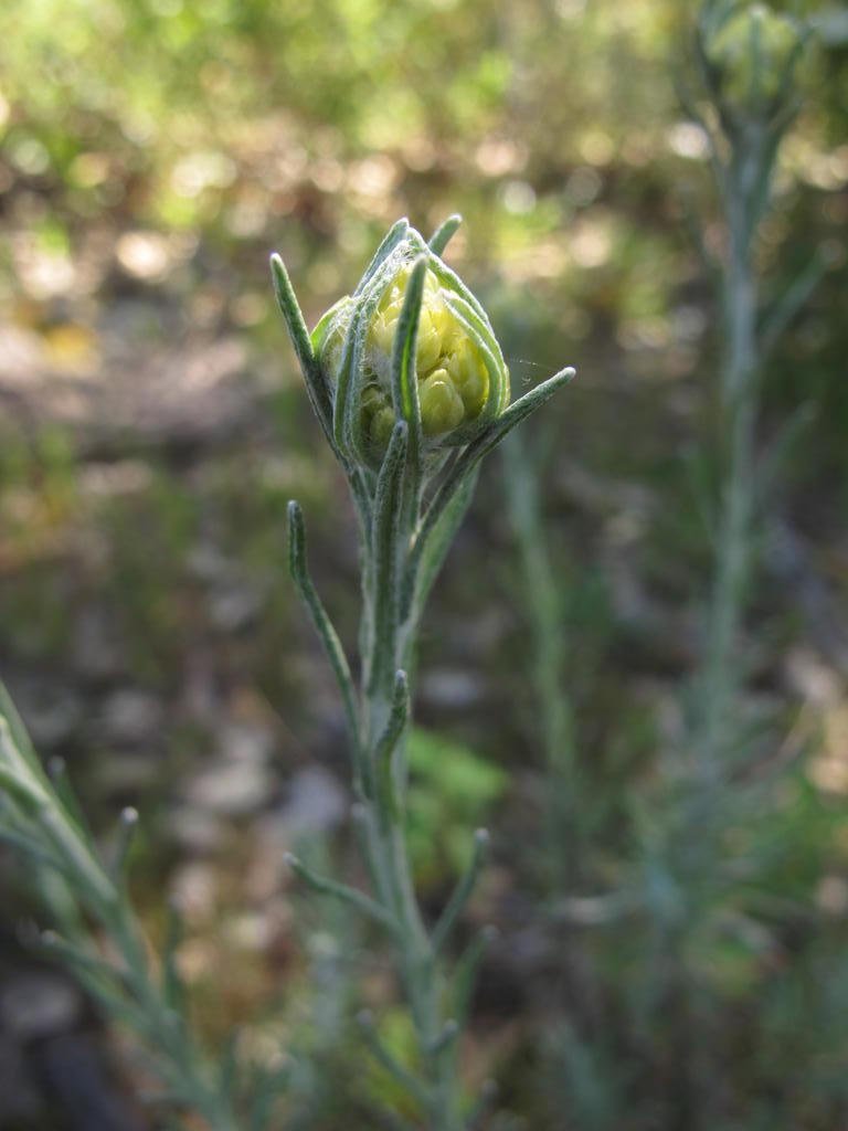 IMG_5653_Helichrysum_stoechas.jpg