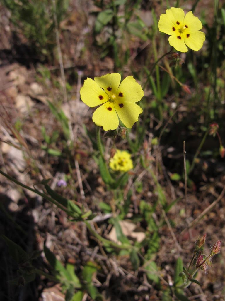 IMG_5655_Tuberaria_guttata.jpg