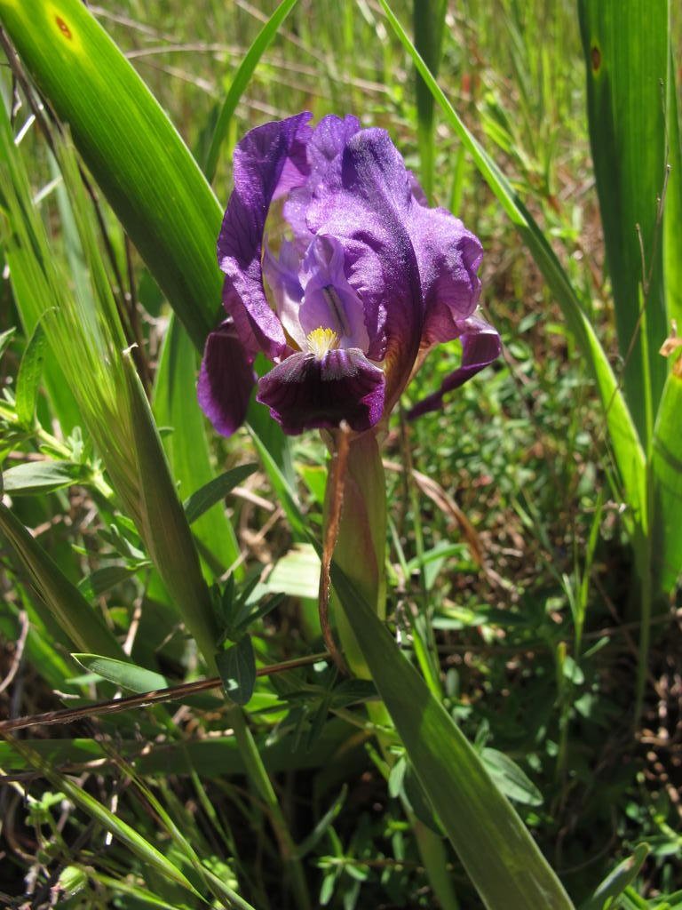 IMG_5663_Iris_lutescens.jpg