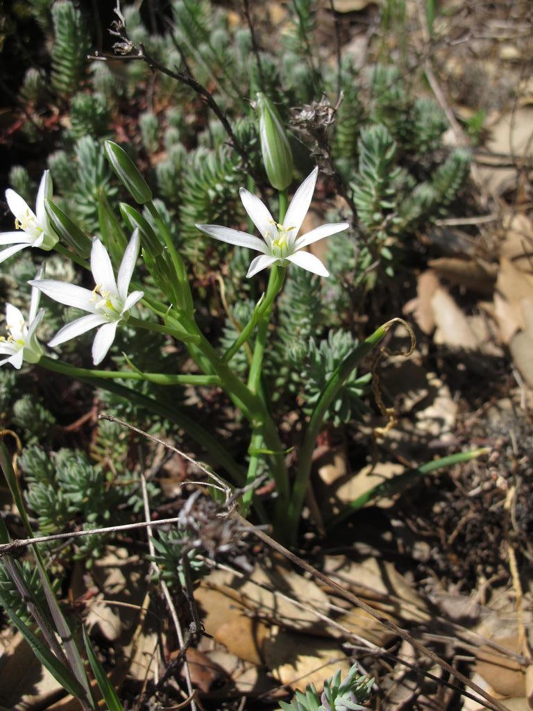 IMG_5680_Ornithogalum.jpg