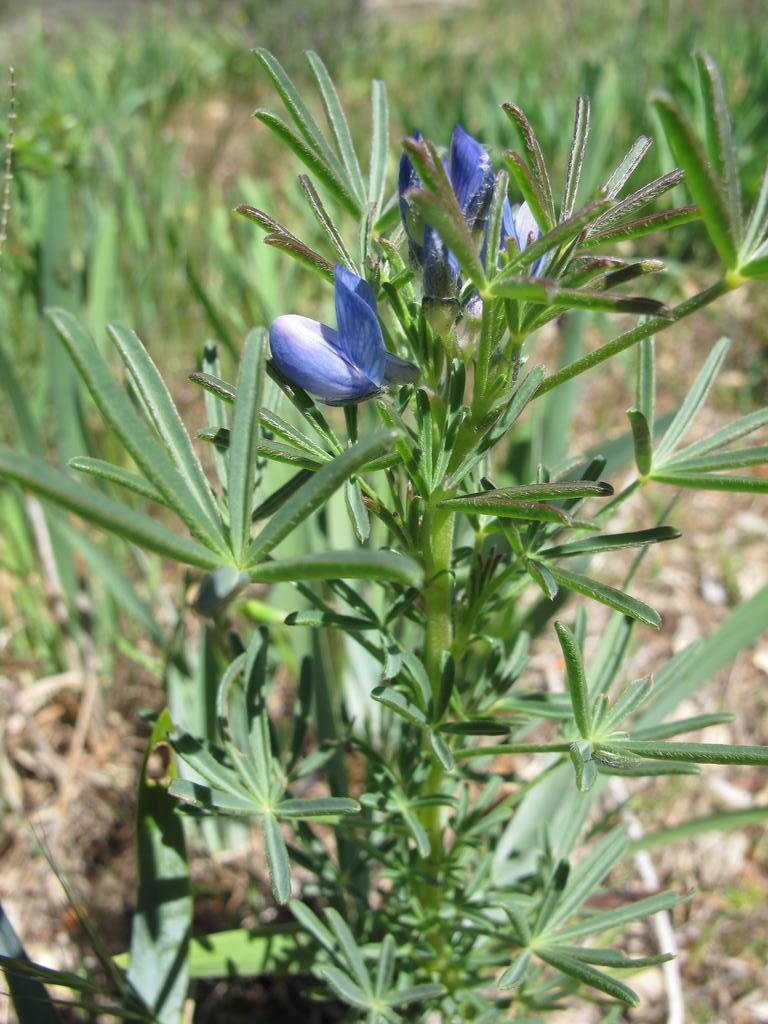 IMG_5704_Lupinus_angustifolius.jpg