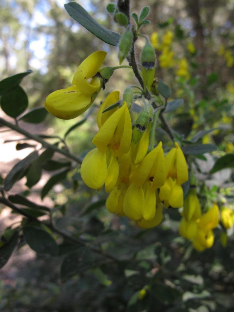 IMG_5722_Cytisus villosus.jpg