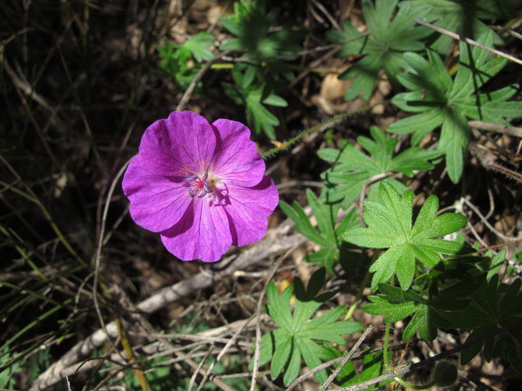 IMG_5745_Geranium_sanguineum.jpg