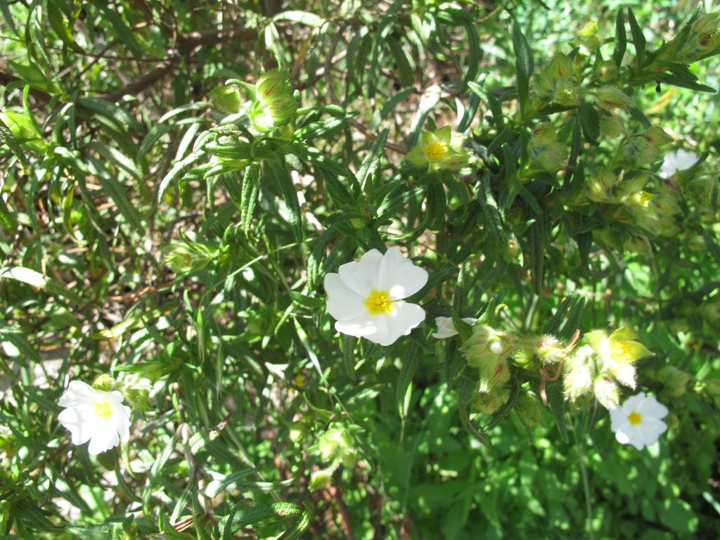 IMG_5785_Cistus_monspeliensis.jpg