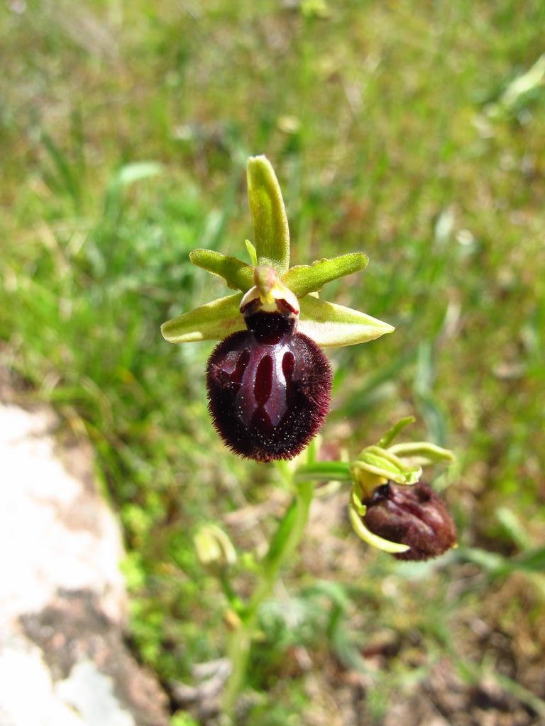 IMG_5814_Ophrys.jpg