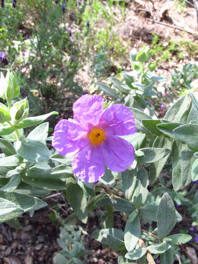 IMG_5815_Cistus_albidus.jpg