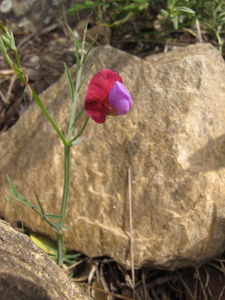 IMG_5878_Lathyrus_clymenum.jpg