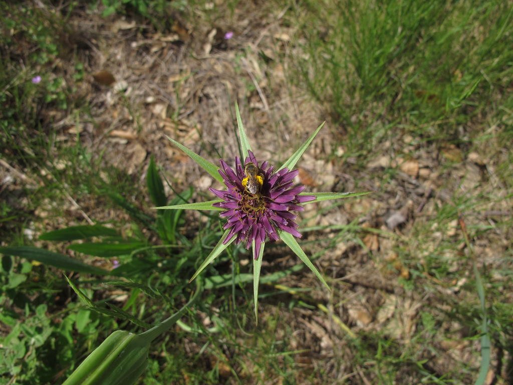 IMG_5914_Tragopogon.jpg