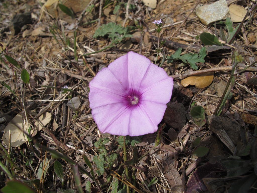 IMG_5934_Convolvulus_althaeoides.jpg