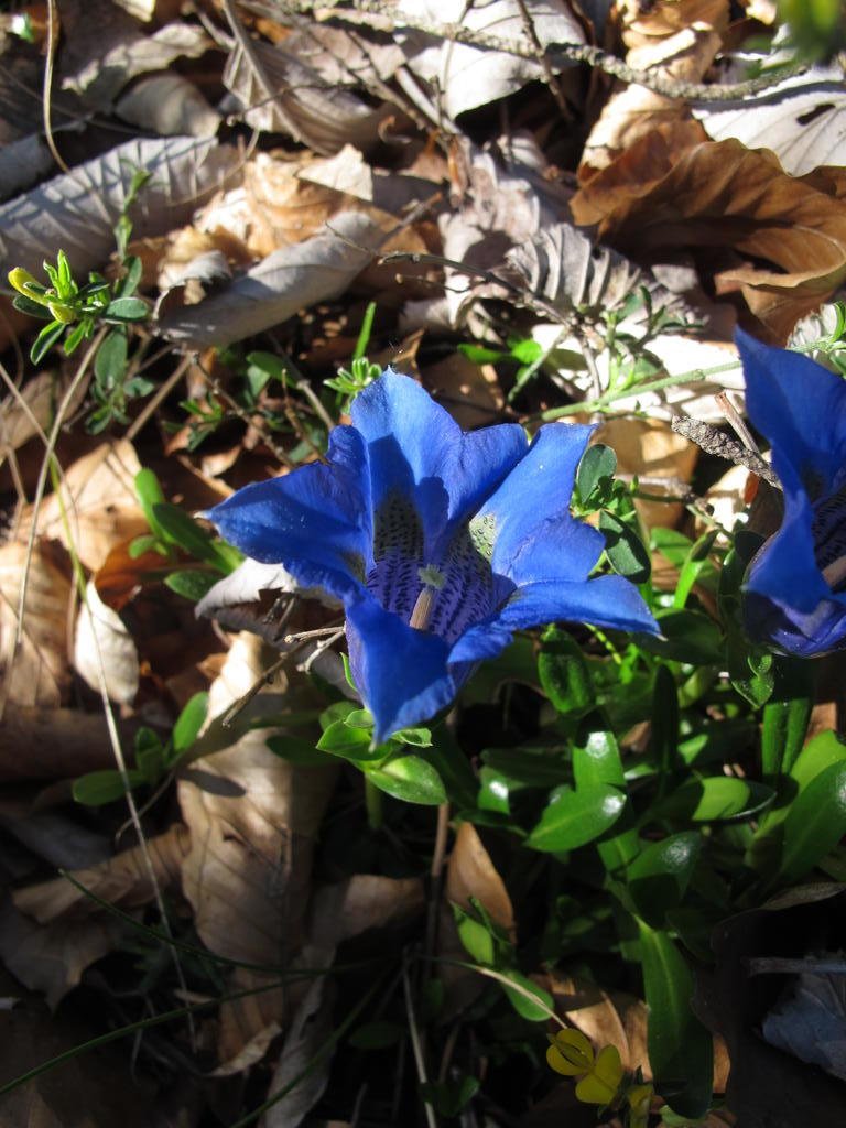 IMG_6018_Gentiana_angustifolia.jpg