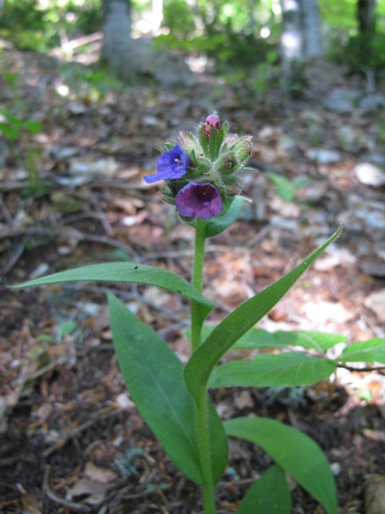 IMG_6021_Pulmonaria_sp.jpg