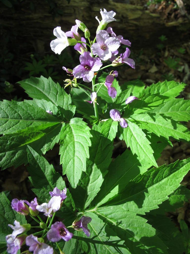 IMG_6059_Cardamine_heptaphylla.jpg