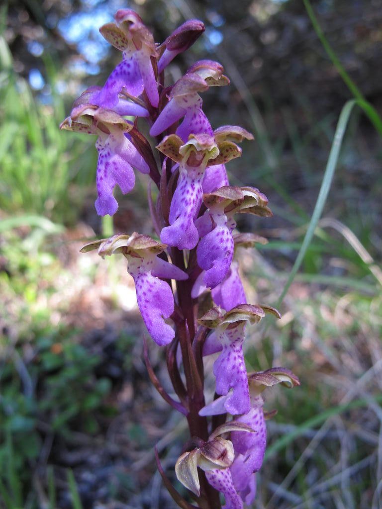 IMG_6075_Orchis_spitzelii.jpg