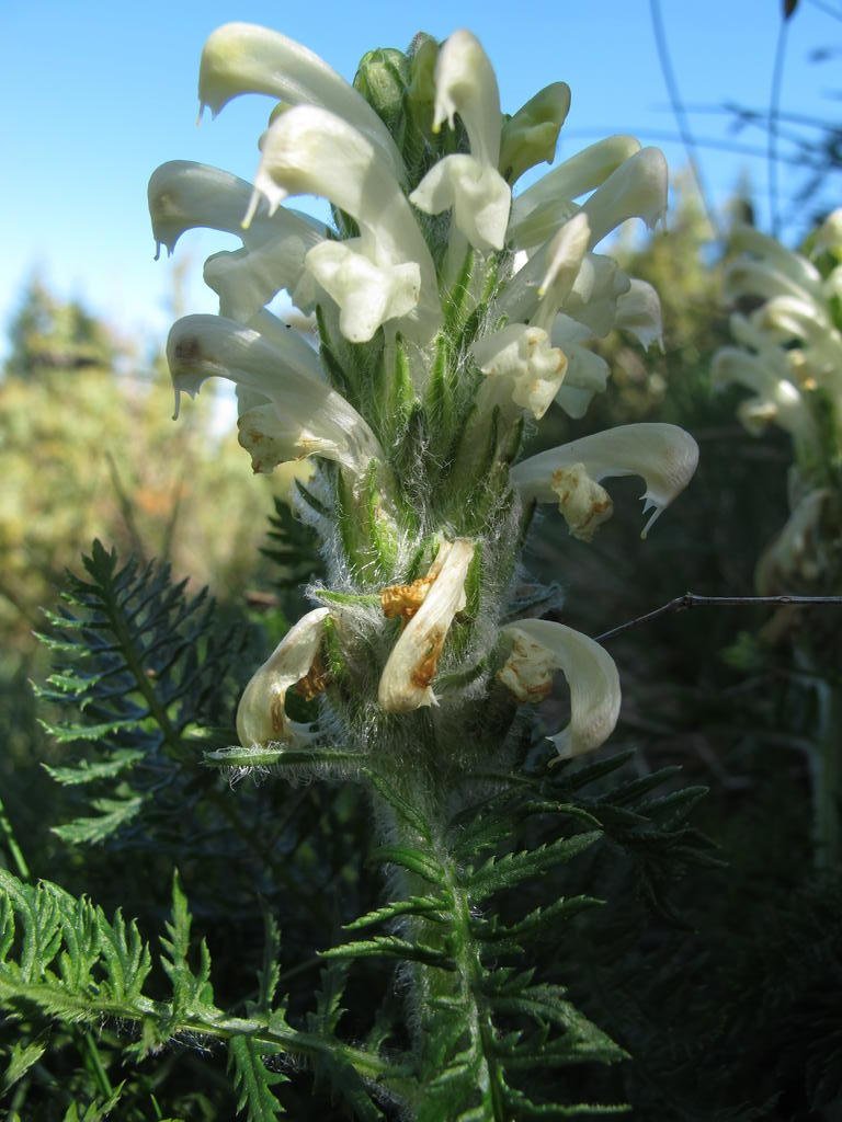 IMG_6083_Pedicularis_comosa.jpg