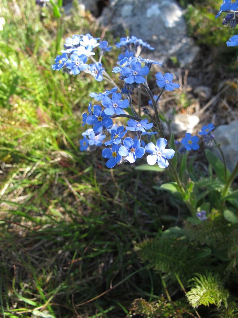 IMG_6104_Myosotis_sp.jpg